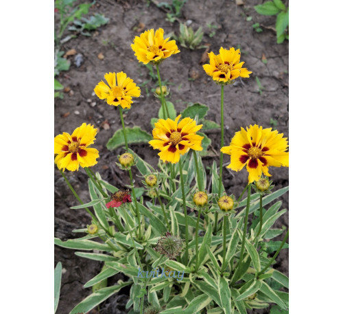 Кореопсис великоквітковий Каліпсо (Coreopsis grandiflora Calypso)